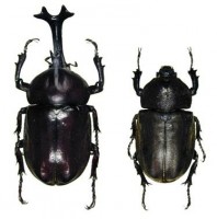 Allomyrina_dichotomus.jpg