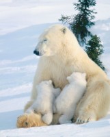 1348502424_polarbearnursing.jpg