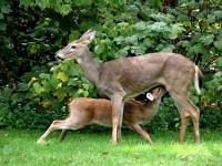 1348503064_deernursing.jpg