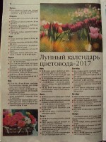 посадка цветов в 2017.JPG