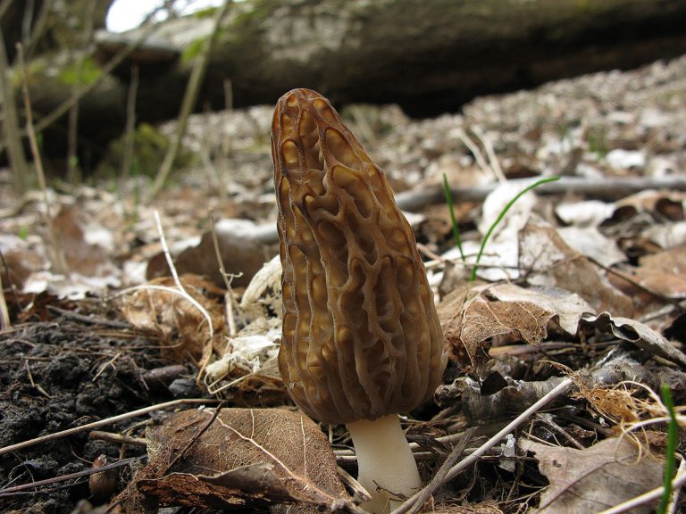 Morchella_eximioides_7_UIA_20190330-768x576.jpg