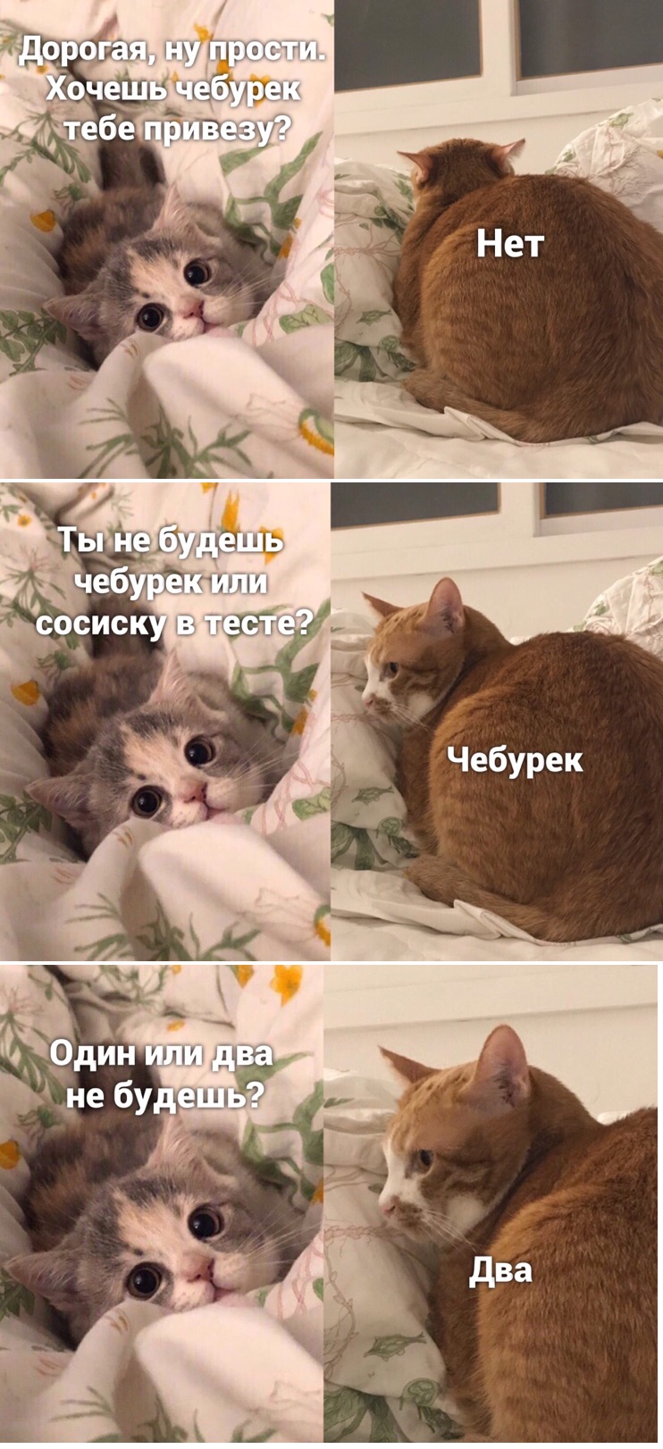 коты.jpg