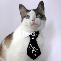 moggy_necktie.jpg