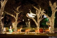 1293734919_1293604753_texas-christmas-lights-43.jpg