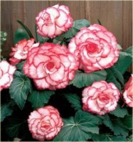 begonia_dwukolorowa_picotee_blush02.jpg